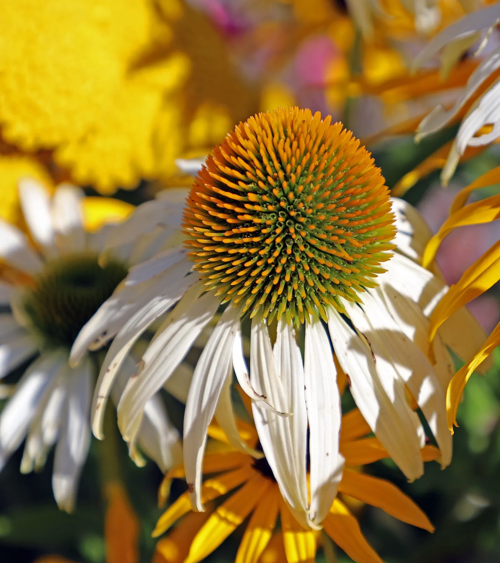 Coneflower (Echinacea Sp.) — space these plants approximately 18 to 24 inches apart to allow for ample air circulation