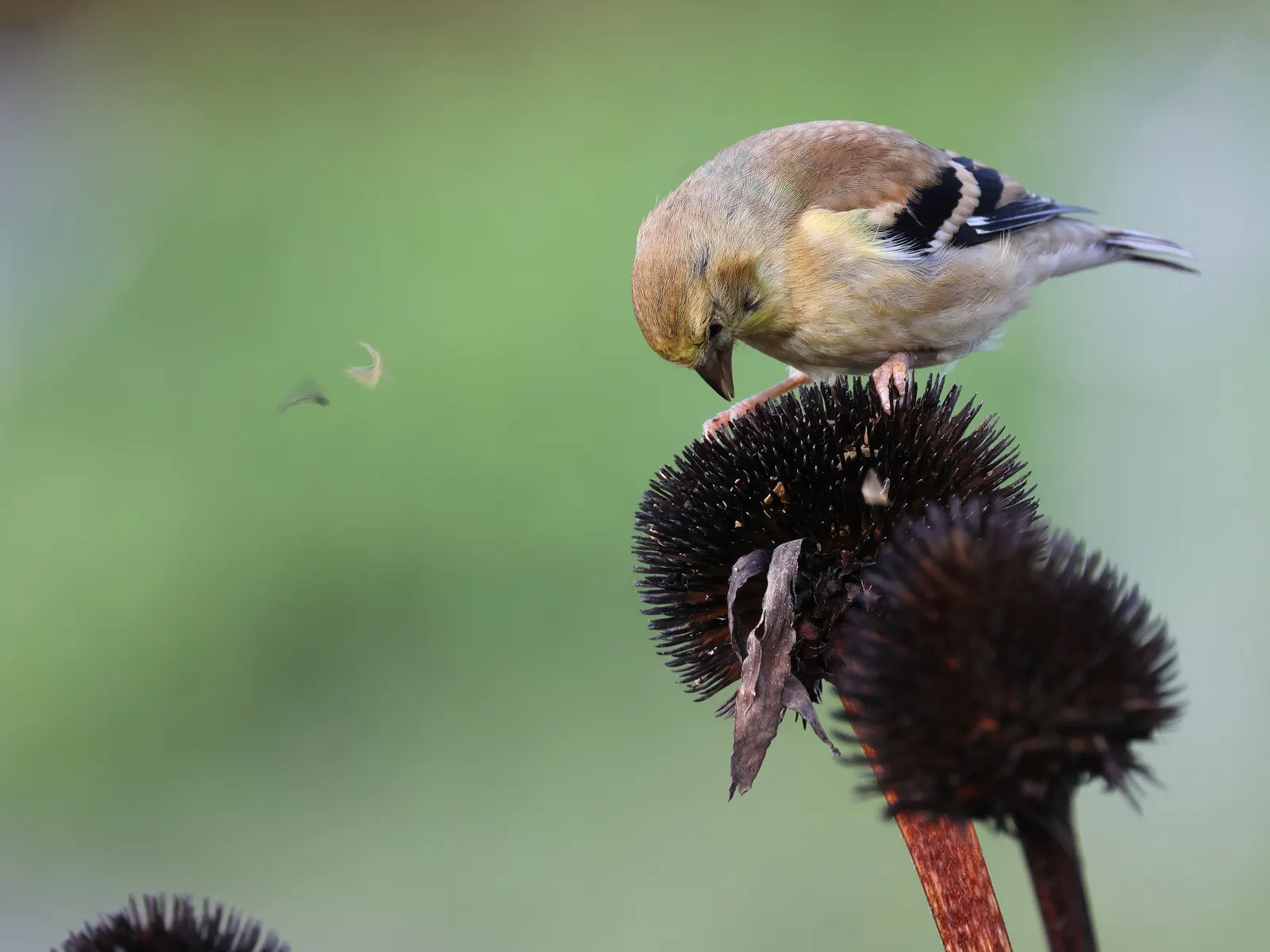 Coneflower (Echinacea Sp.) — and flowers are known for their medicinal properties; echinacea thrives in full sun to light shade and prefers, image 76