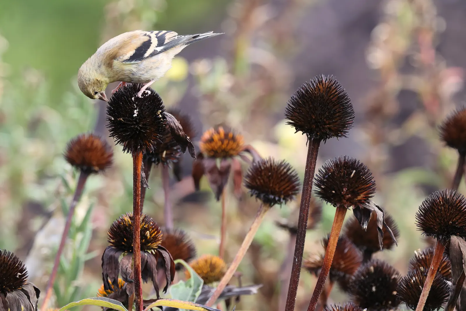 Coneflower (Echinacea Sp.) — surrounded by petals that range from the classic purples and pinks to yellows; echinacea is not only visually, image 96