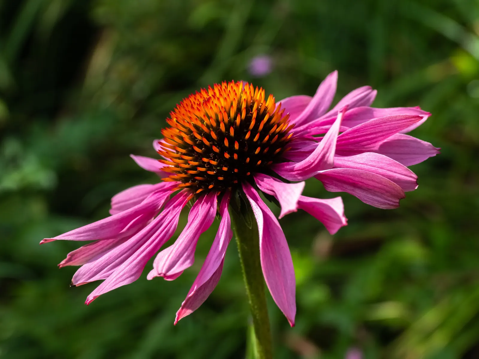 Coneflower (Echinacea Sp.) — in hues from purple to pink and white; making it ideal for xeriscaping schemes or areas with water, image 57