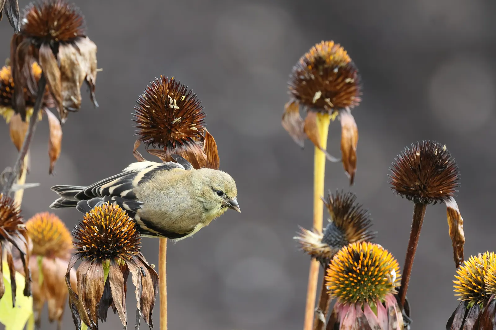 Coneflower (Echinacea Sp.) — daisy-like flowers with raised; are a magnet for butterflies and bees