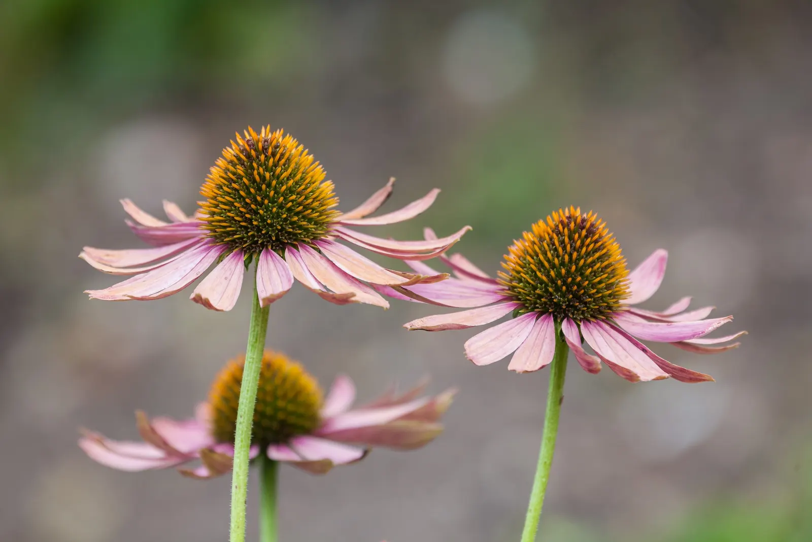 Coneflower (Echinacea Sp.) — which helps prevent foliar diseases; typically reaching 2-4 feet in height, they thrive in full sun to light shade and, image 101