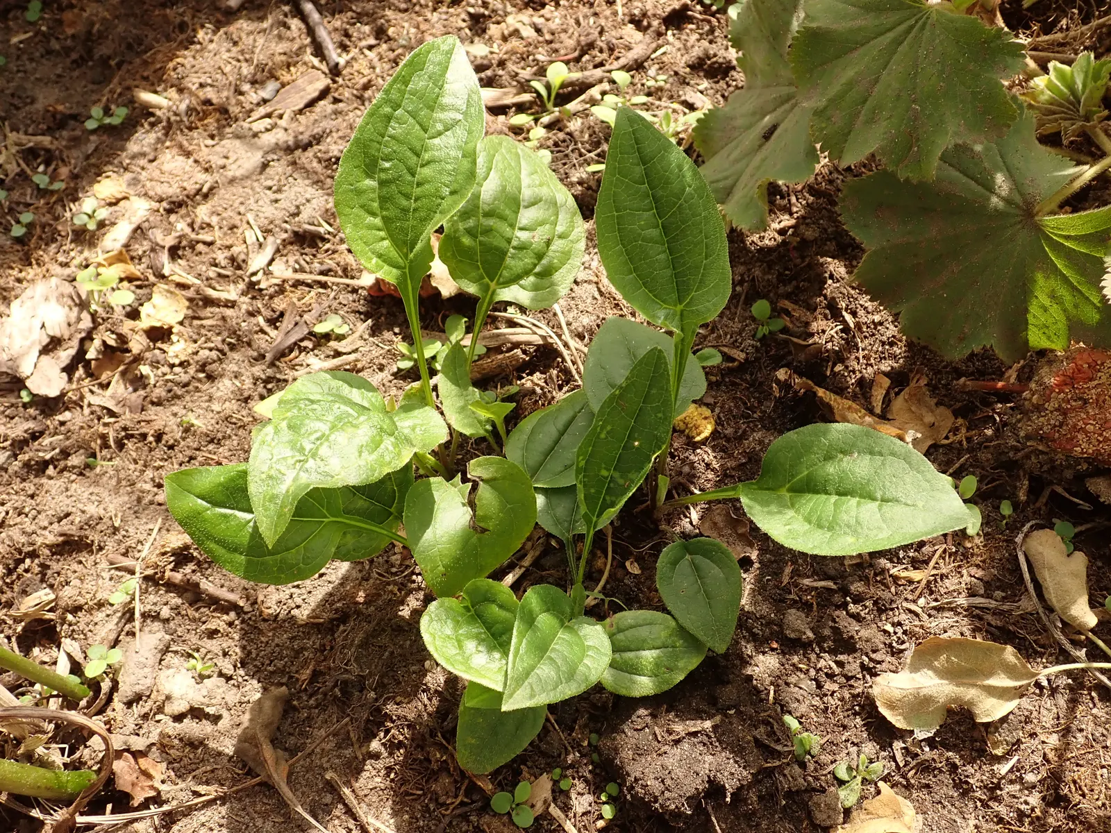Coneflower (Echinacea Sp.) — it demonstrates notable drought tolerance; is an herbaceous perennial treasured for its resilience and distinctive, image 98