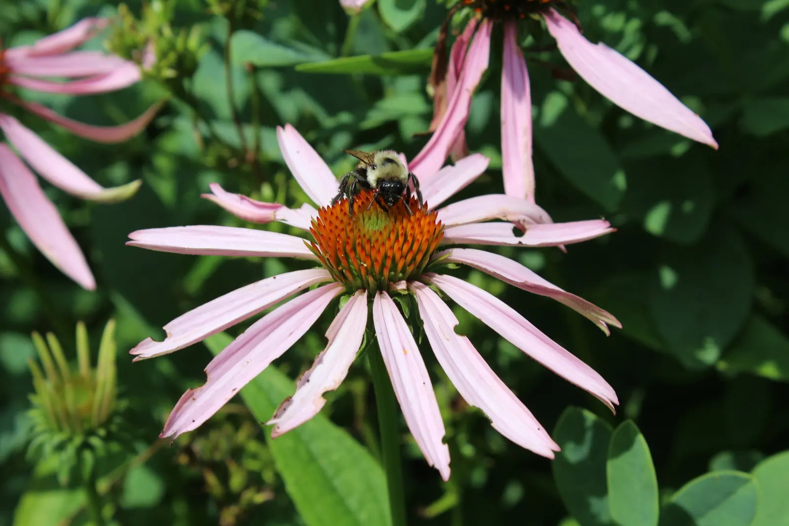 Coneflower (Echinacea Sp.) — its robust stalks rarely require staking; perennial for full or half, image 93