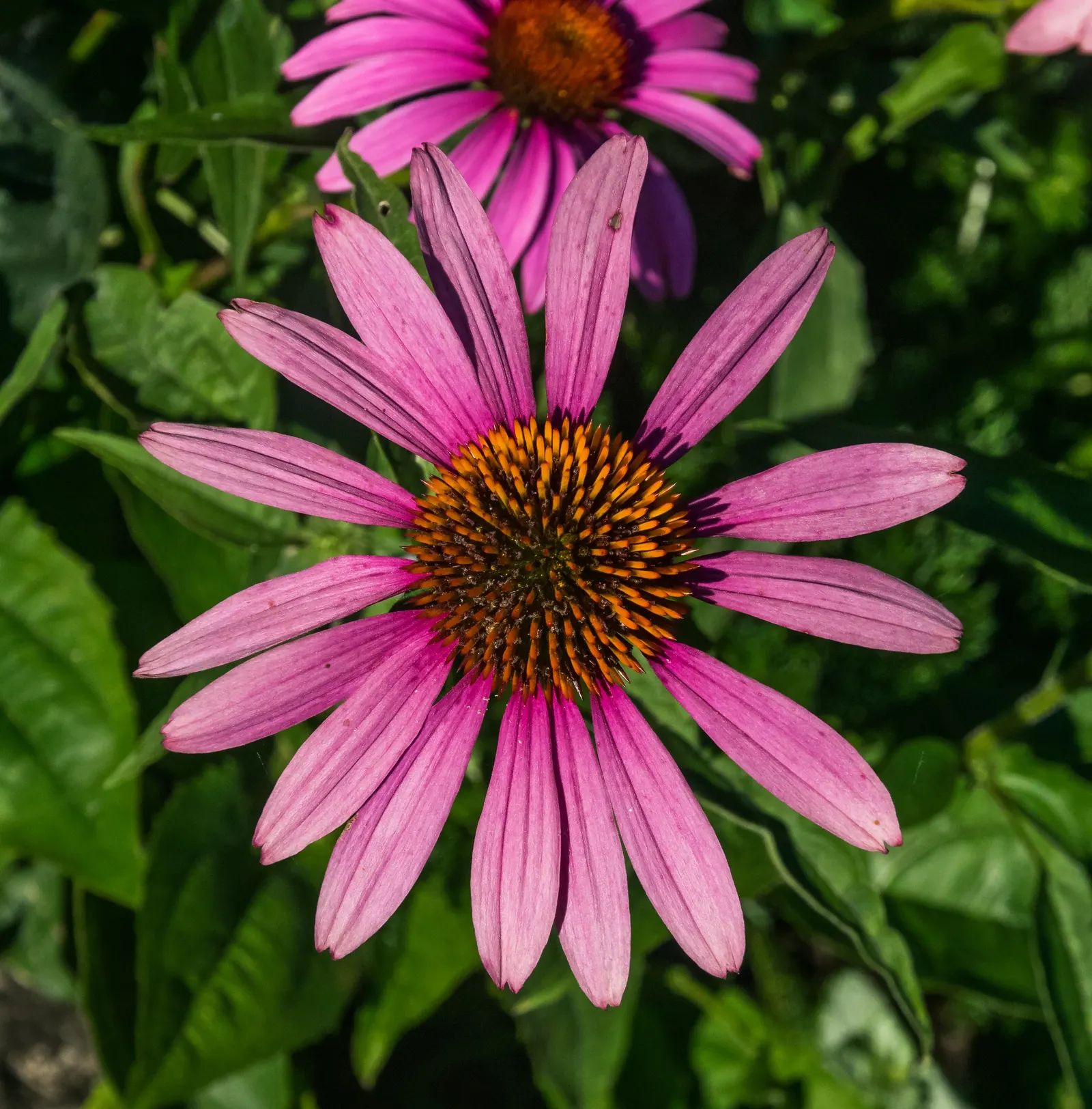 Coneflower (Echinacea Sp.) — With species ranging in height from 2 to 5 feet