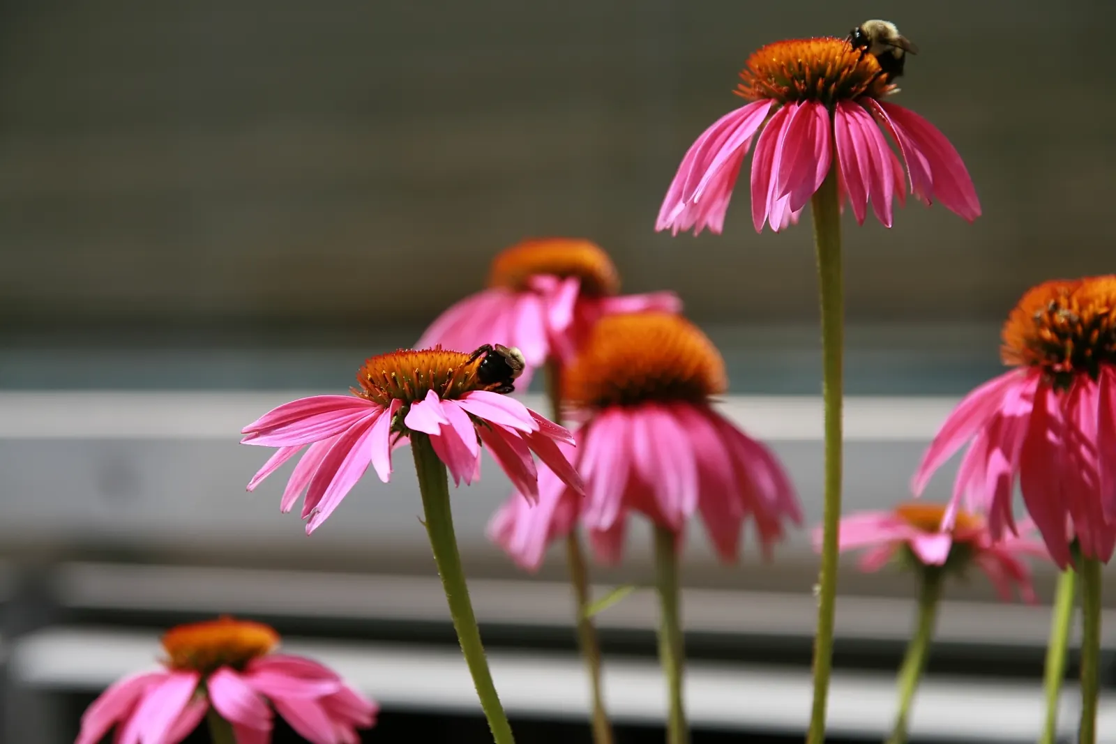 Coneflower (Echinacea Sp.) — Typically reaching 2-4 feet in height, they thrive in full sun to light shade and prefer well-draining soil; with, image 110