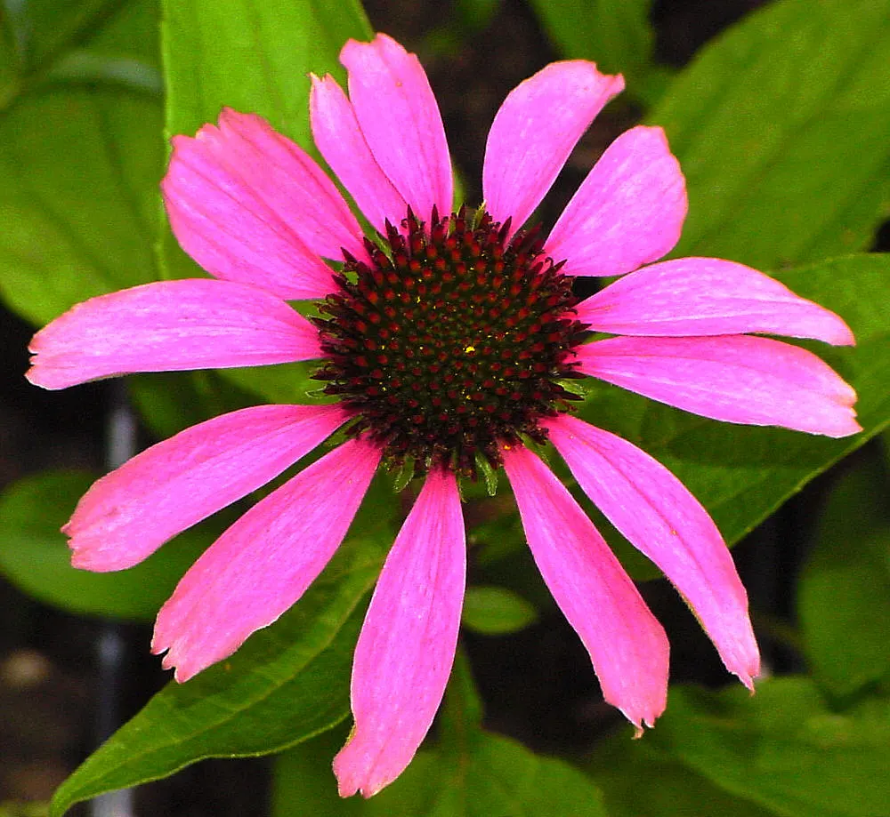 Coneflower (Echinacea Sp.) — Typically reaching 2-4 feet in height, they thrive in full sun to light shade and prefer well-draining soil; with, image 83