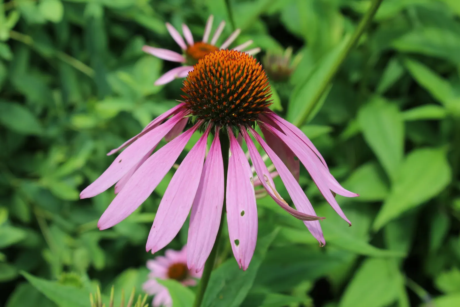 Coneflower (Echinacea Sp.) — such as butterflies and bees, image 77