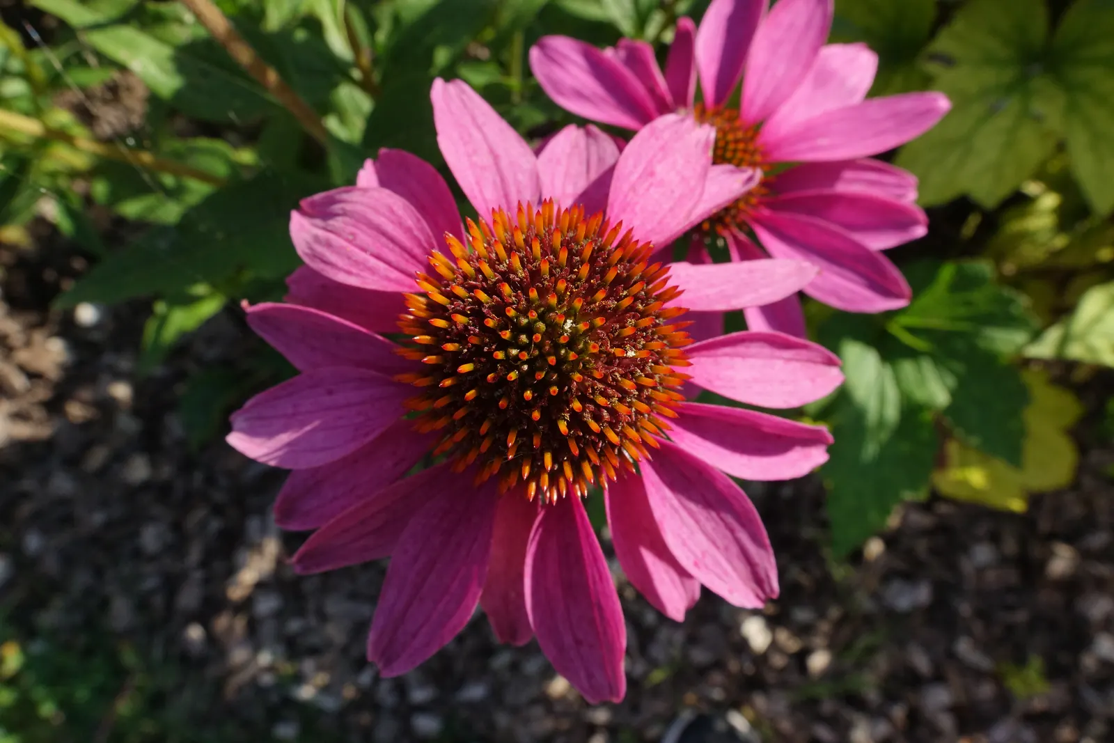 Coneflower (Echinacea Sp.) — Flowers showcase a central cone, image 95