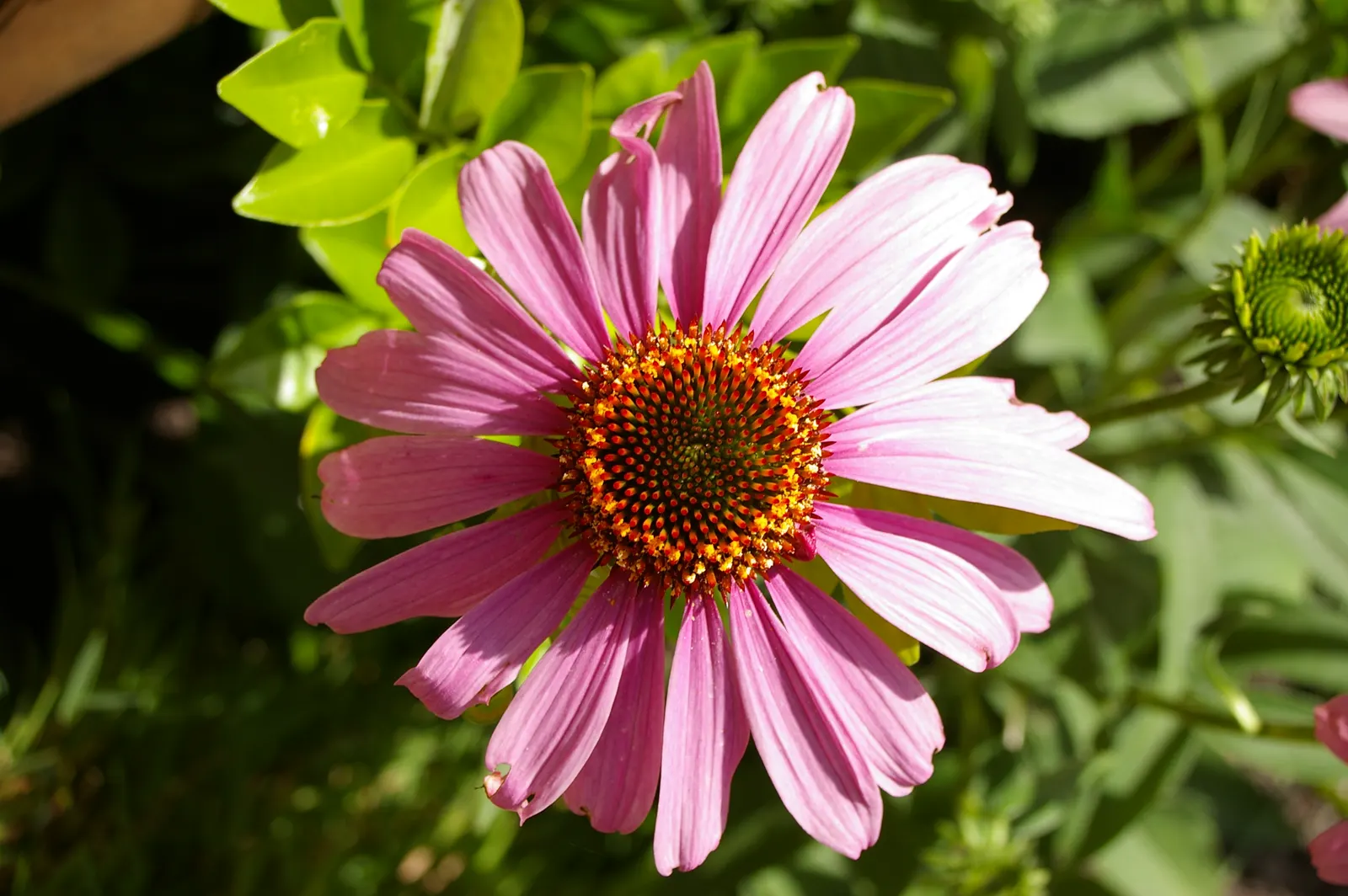 Coneflower (Echinacea Sp.) — Echinacea is not only visually appealing but also serves a dual purpose; the roots
