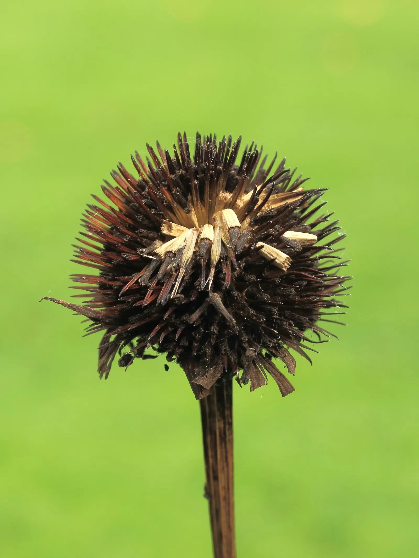 Coneflower (Echinacea Sp.) — Flowers showcase a central cone, image 122