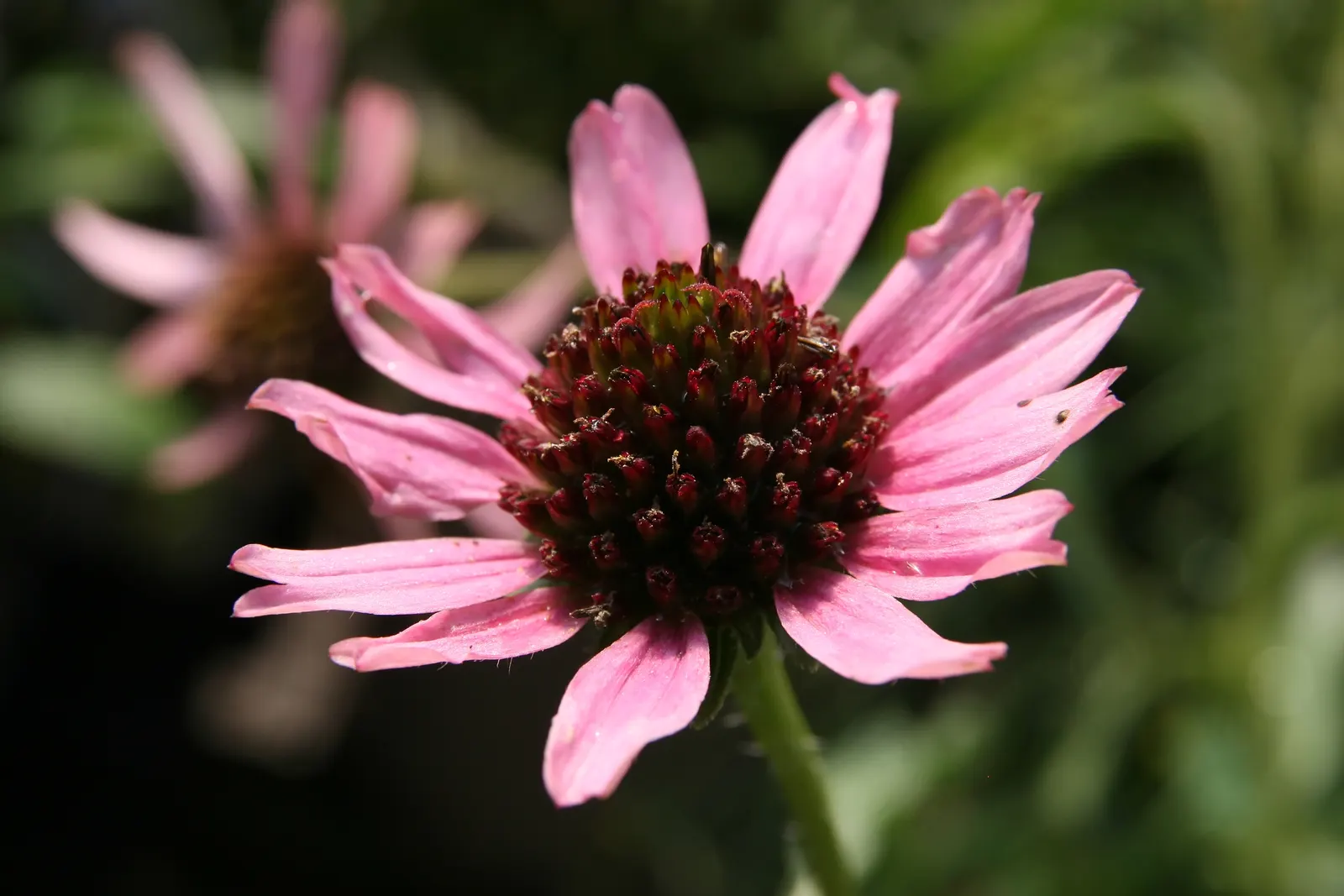 Coneflower (Echinacea Sp.) — making it ideal for xeriscaping schemes or areas with water restrictions.<br><br>When designing a landscape, image 72