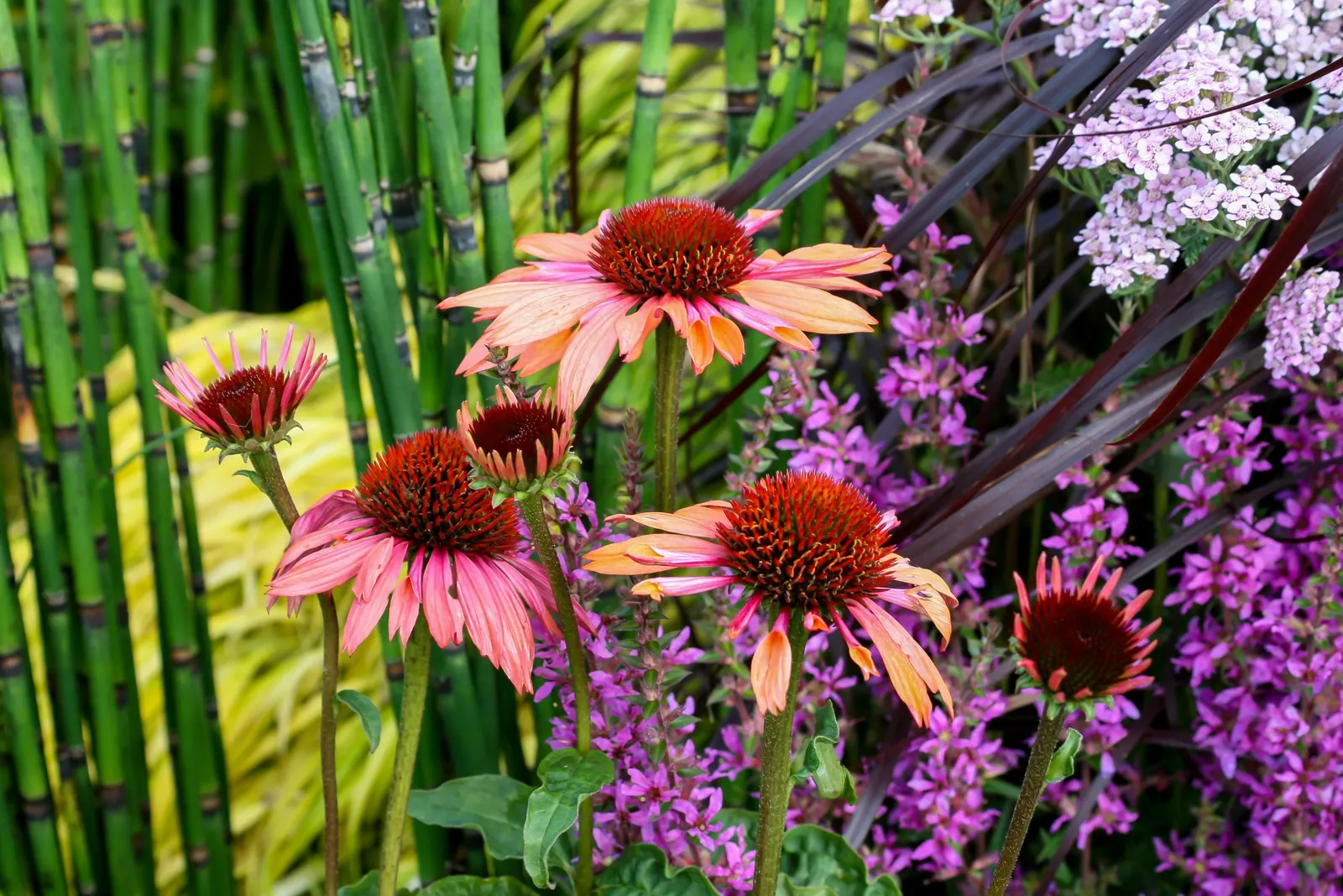 Coneflower (Echinacea Sp.) — contributing long-lasting color to the garden; commonly referred to by its genus name Echinacea sp.