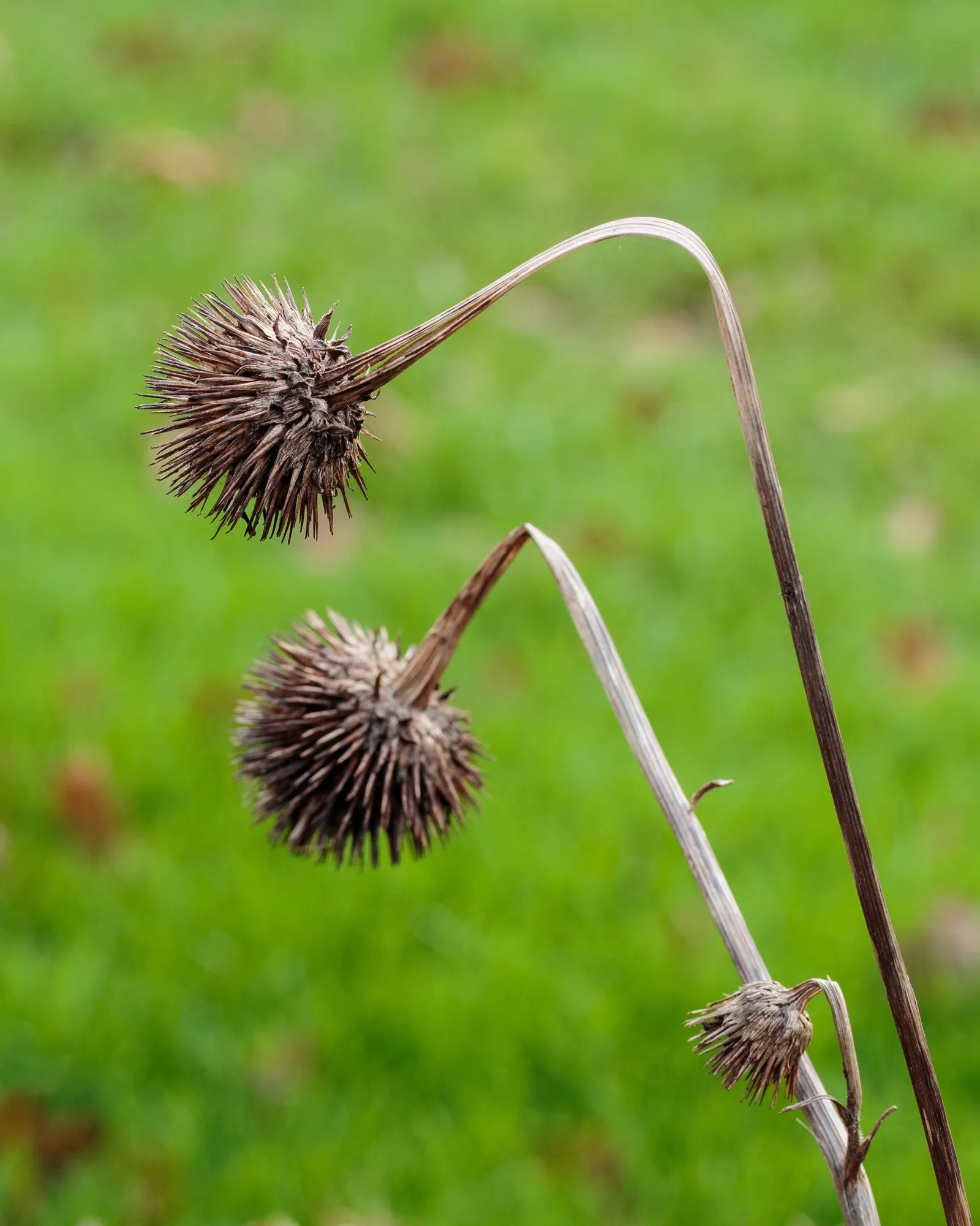 Coneflower (Echinacea Sp.) — granting a dynamic and environmentally synergistic component to your outdoor space; in hues from purple to pink and white