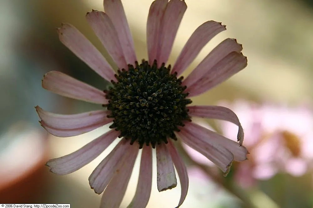 Coneflower (Echinacea Sp.) — daisy-like flowers with raised; are a magnet for butterflies and bees, image 55