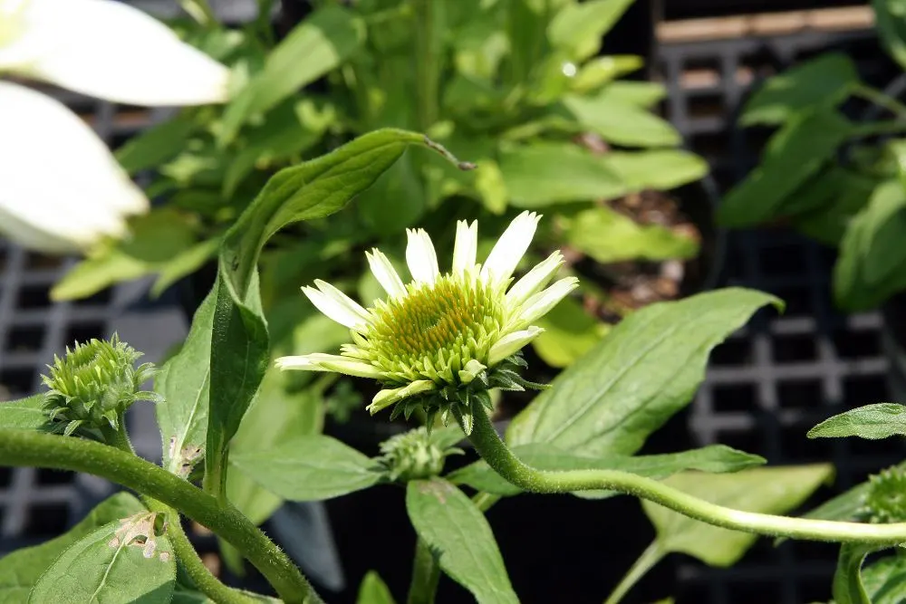 Coneflower (Echinacea Sp.) — Blooming from early summer to fall, they add long-lasting color and texture; its robust stalks rarely require staking, image 114