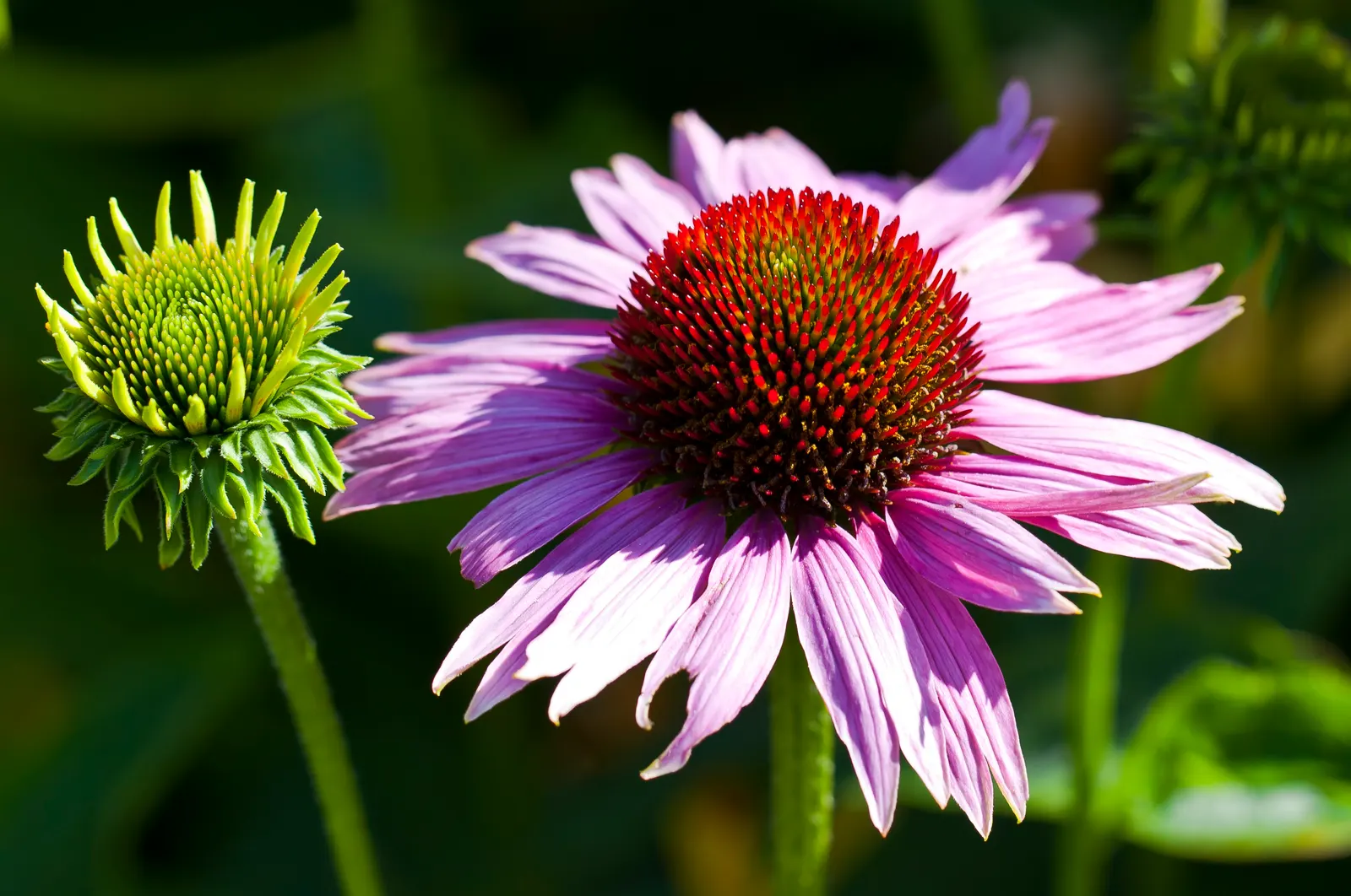 Coneflower (Echinacea Sp.) — in hues from purple to pink and white; making it ideal for xeriscaping schemes or areas with water, image 138