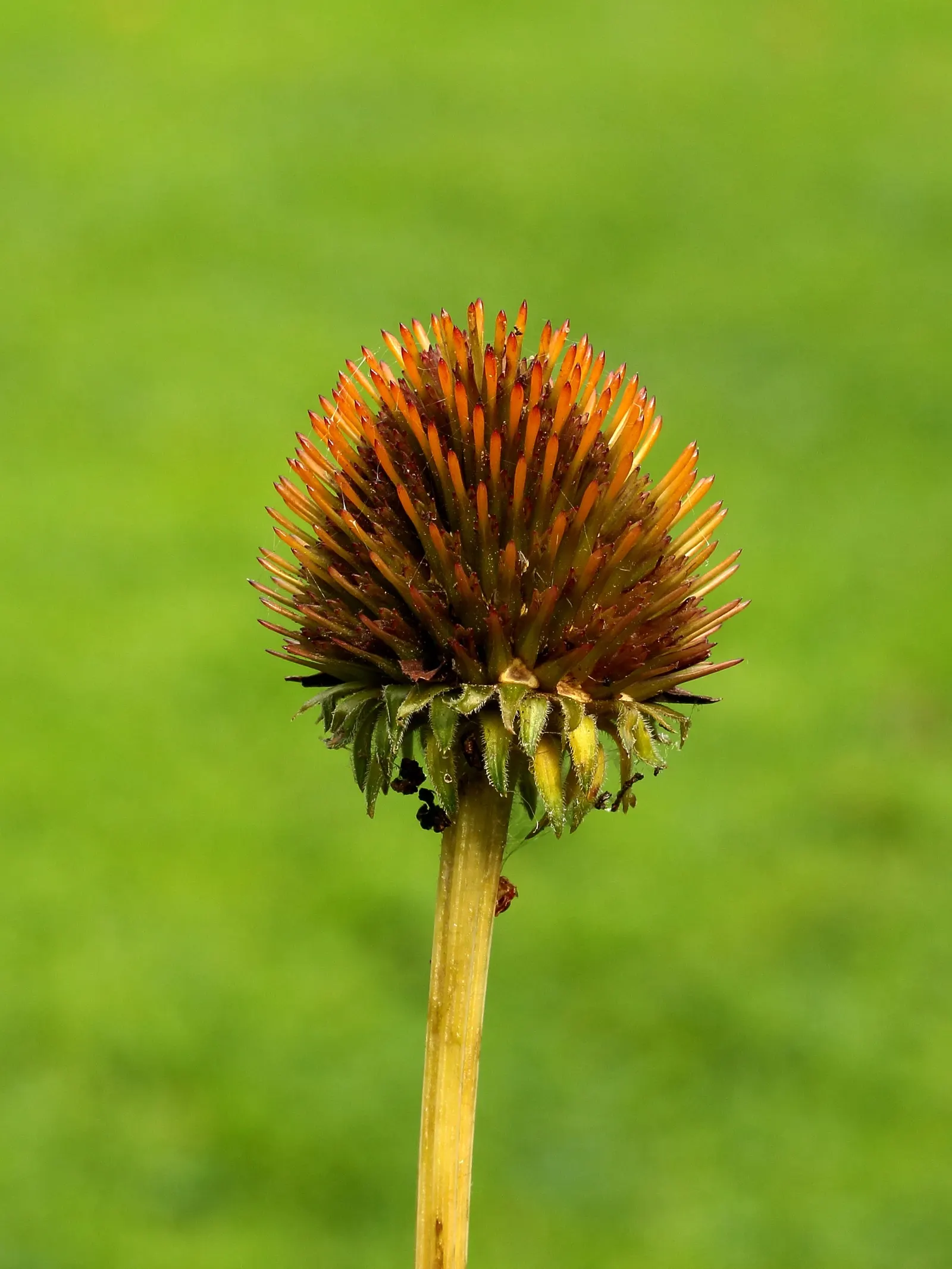 Coneflower (Echinacea Sp.) — which helps prevent foliar diseases; typically reaching 2-4 feet in height, they thrive in full sun to light shade and, image 74