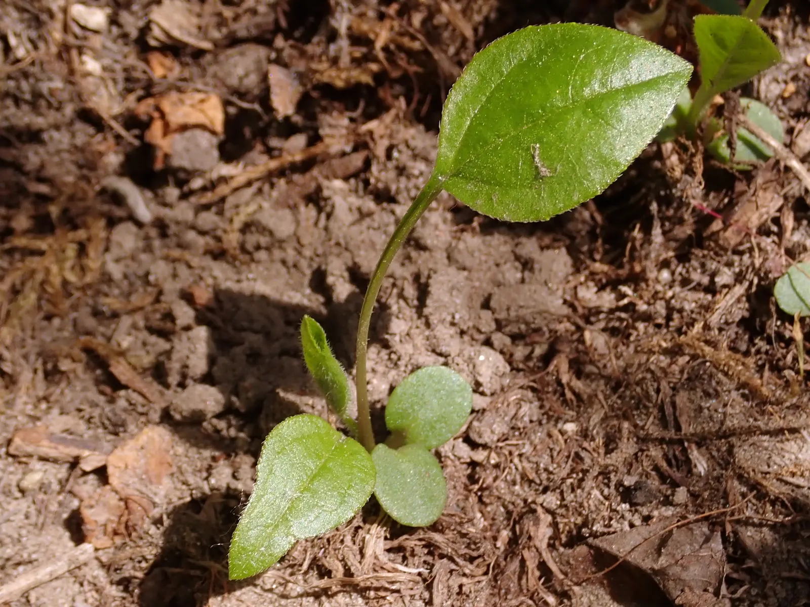 Coneflower (Echinacea Sp.) — space these plants approximately 18 to 24 inches apart to allow for ample air circulation; and flowers are known for, image 73