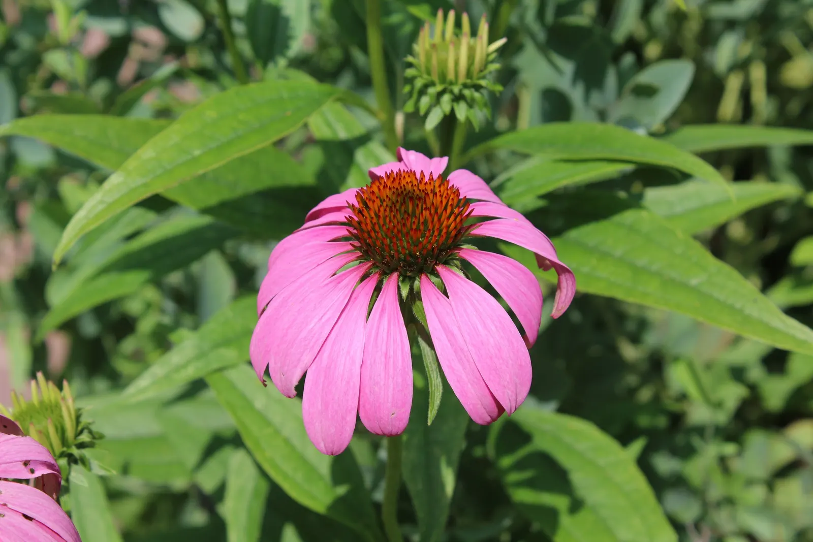 Coneflower (Echinacea Sp.) — space these plants approximately 18 to 24 inches apart to allow for ample air circulation; and flowers are known for their
