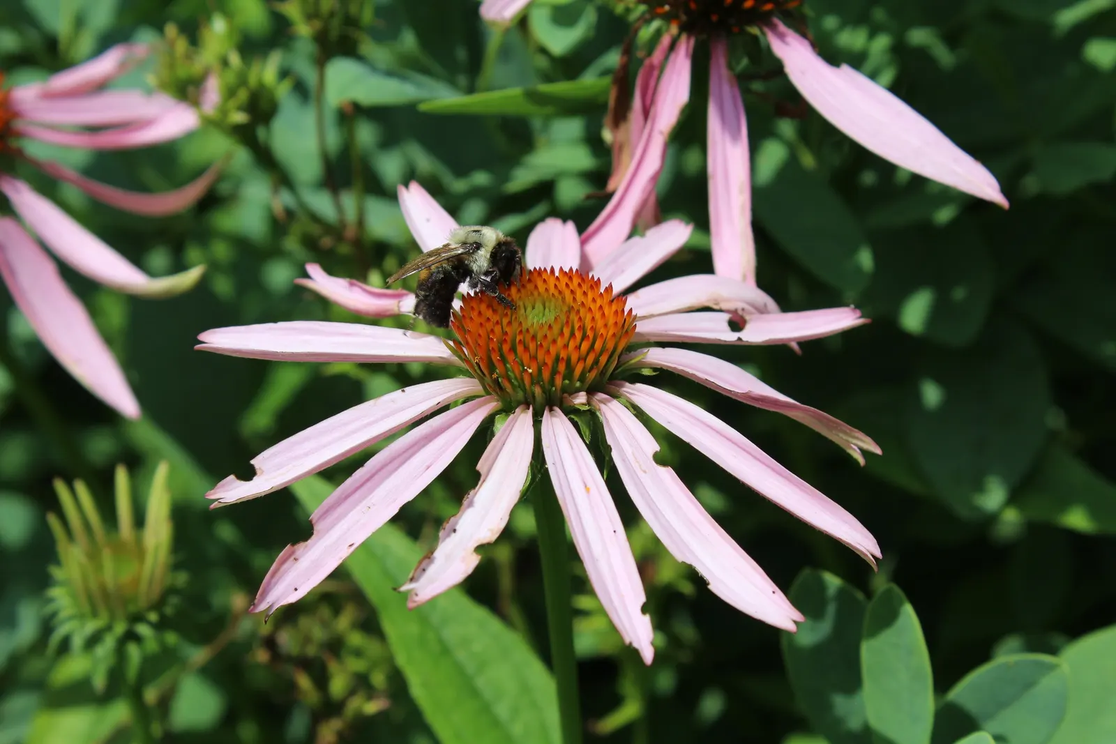 Coneflower (Echinacea Sp.) — Echinacea thrives in full sun to light shade and prefers well-drained soil; daisy-like flowers with raised, image 97