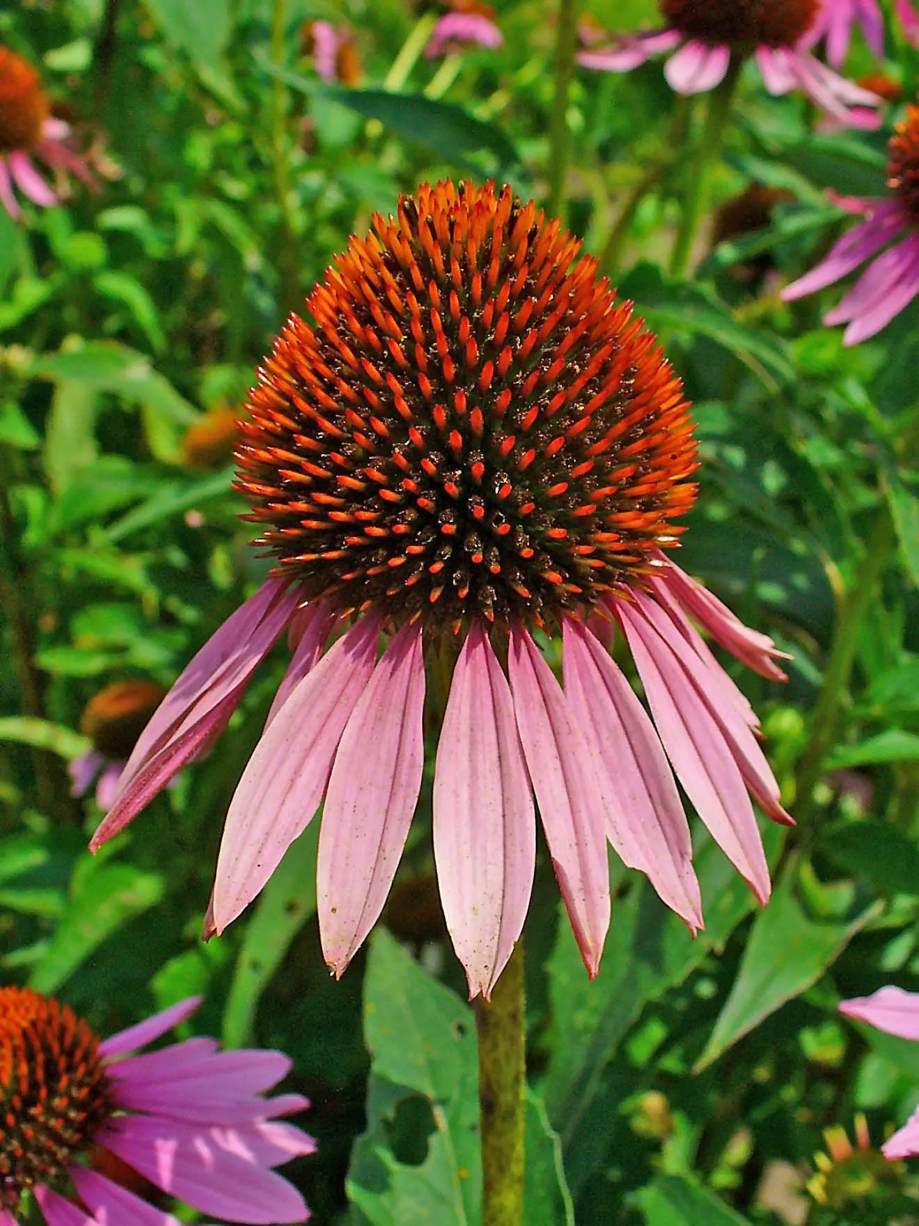 Coneflower (Echinacea Sp.) — providing a touch of natural beauty and attracting a host of pollinators; contributing long-lasting color to the garden, image 145
