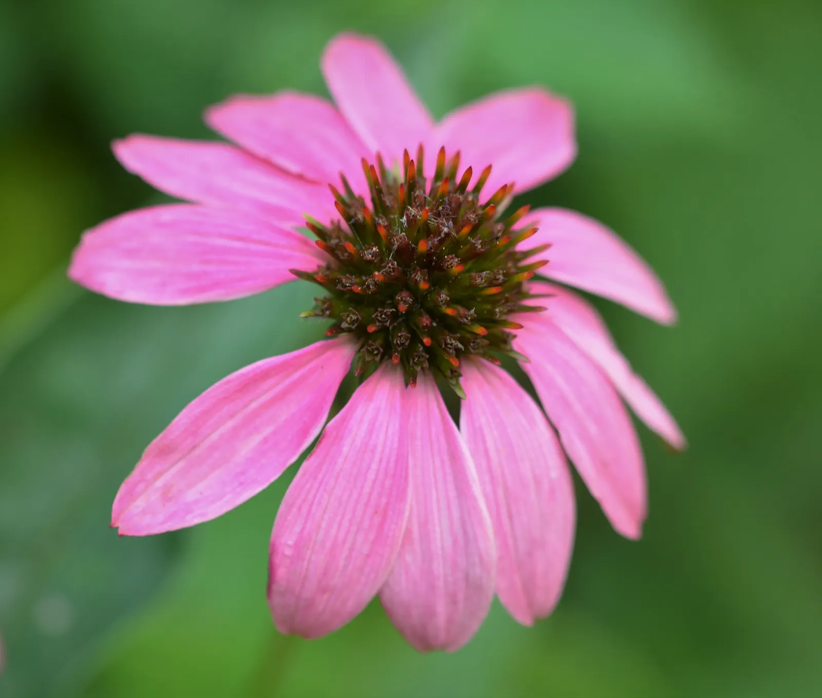 Coneflower (Echinacea Sp.) — With species ranging in height from 2 to 5 feet; which helps prevent foliar diseases, image 119
