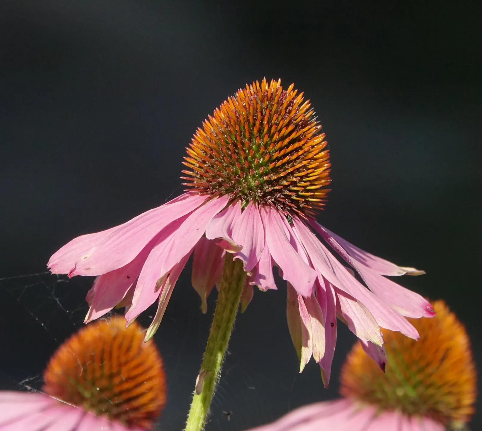 Coneflower (Echinacea Sp.) — perennial with multi-colored and purple and red and white and yellow blooms; it demonstrates notable drought tolerance, image 80
