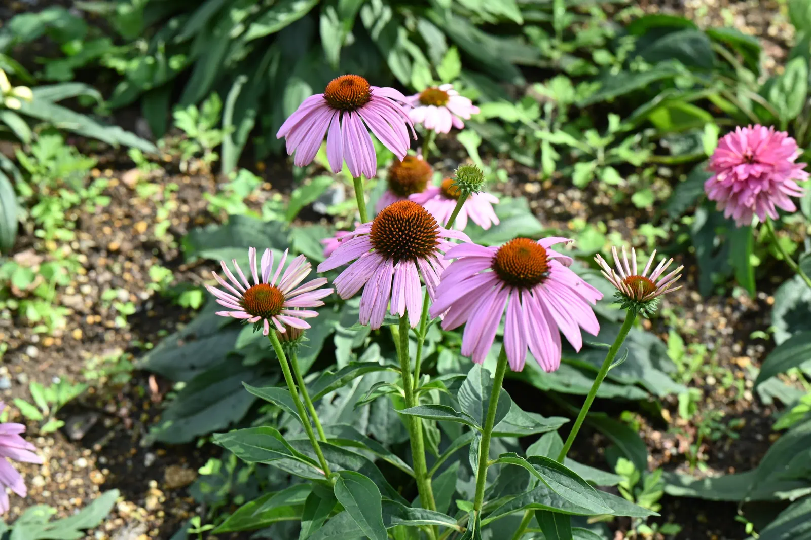 Coneflower (Echinacea Sp.) — is an herbaceous perennial treasured for its resilience and distinctive floral display; perennial with multi-colored, image 143