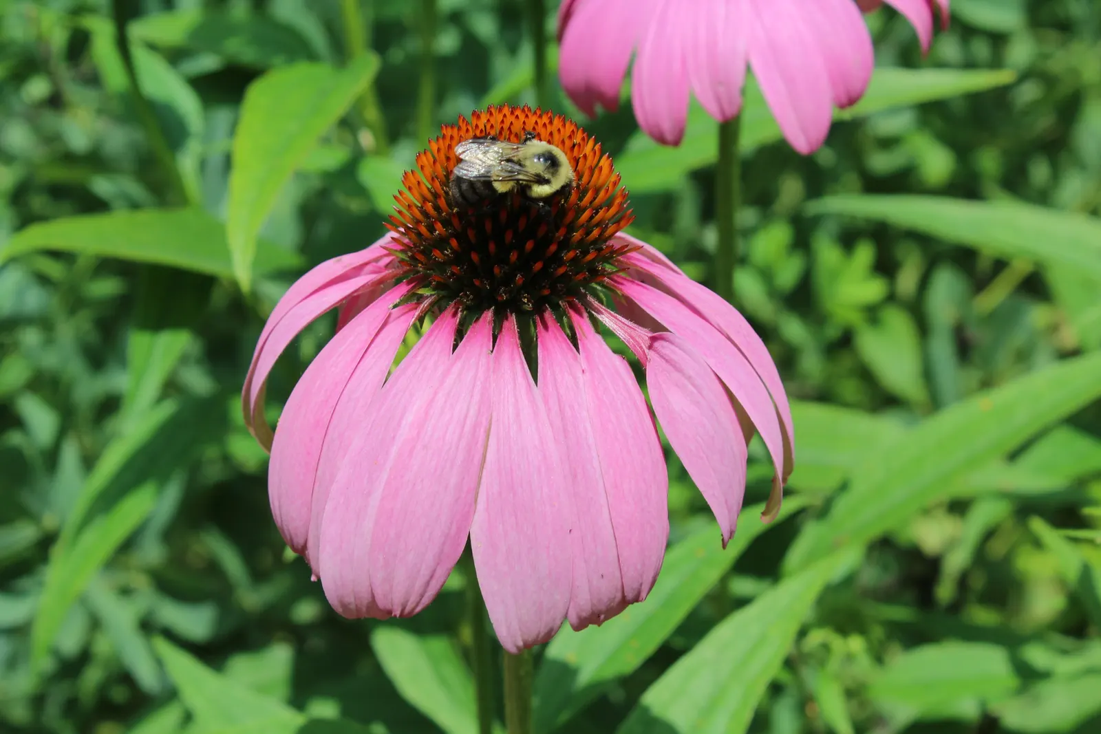 Coneflower (Echinacea Sp.) — its robust stalks rarely require staking; perennial for full or half, image 147