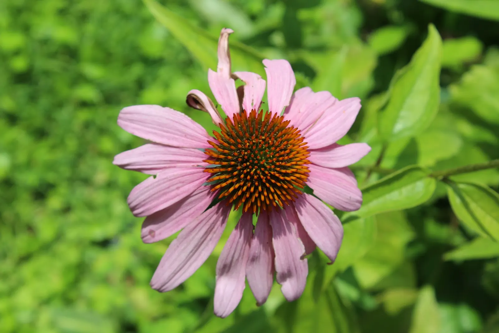 Coneflower (Echinacea Sp.) — With species ranging in height from 2 to 5 feet; which helps prevent foliar diseases, image 92
