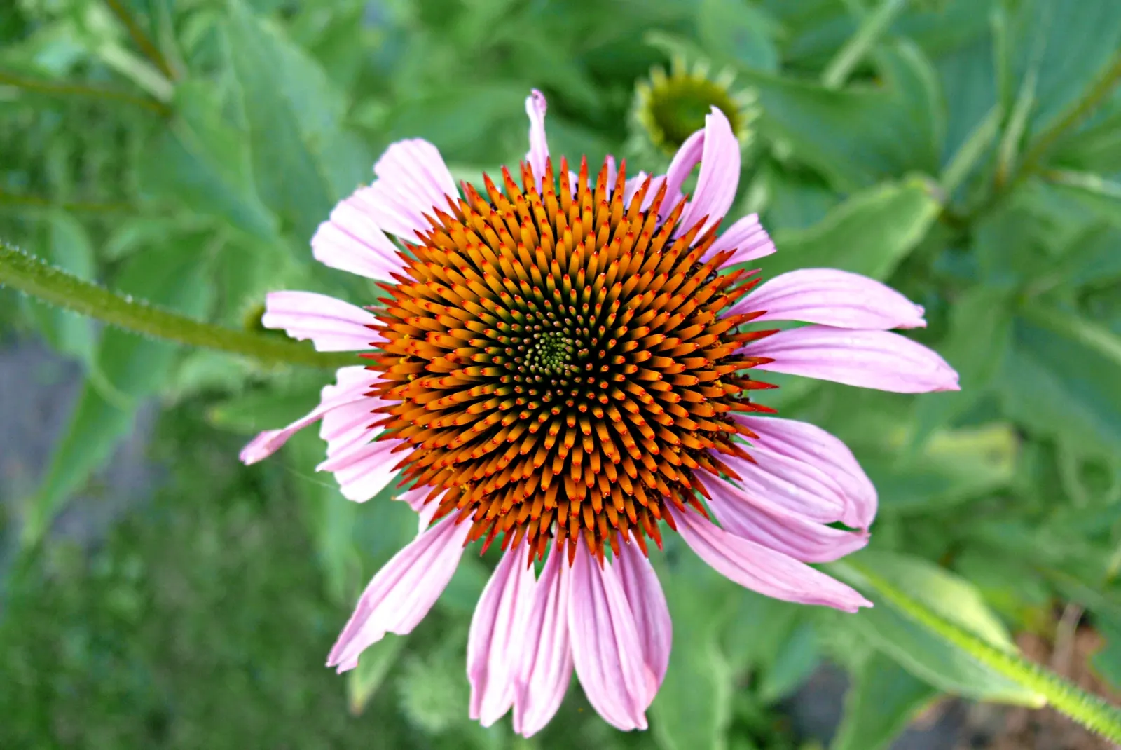 Coneflower (Echinacea Sp.) — providing a touch of natural beauty and attracting a host of pollinators; contributing long-lasting color to the garden, image 64