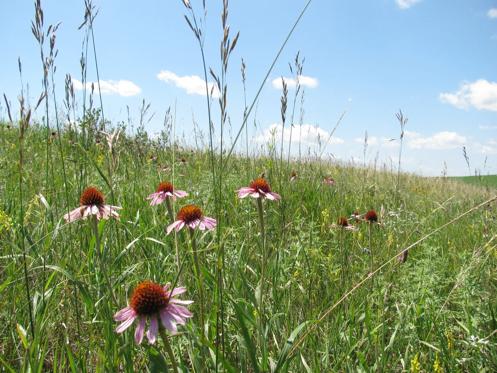 Coneflower (Echinacea Sp.) — This North American native is an essential addition to any landscape