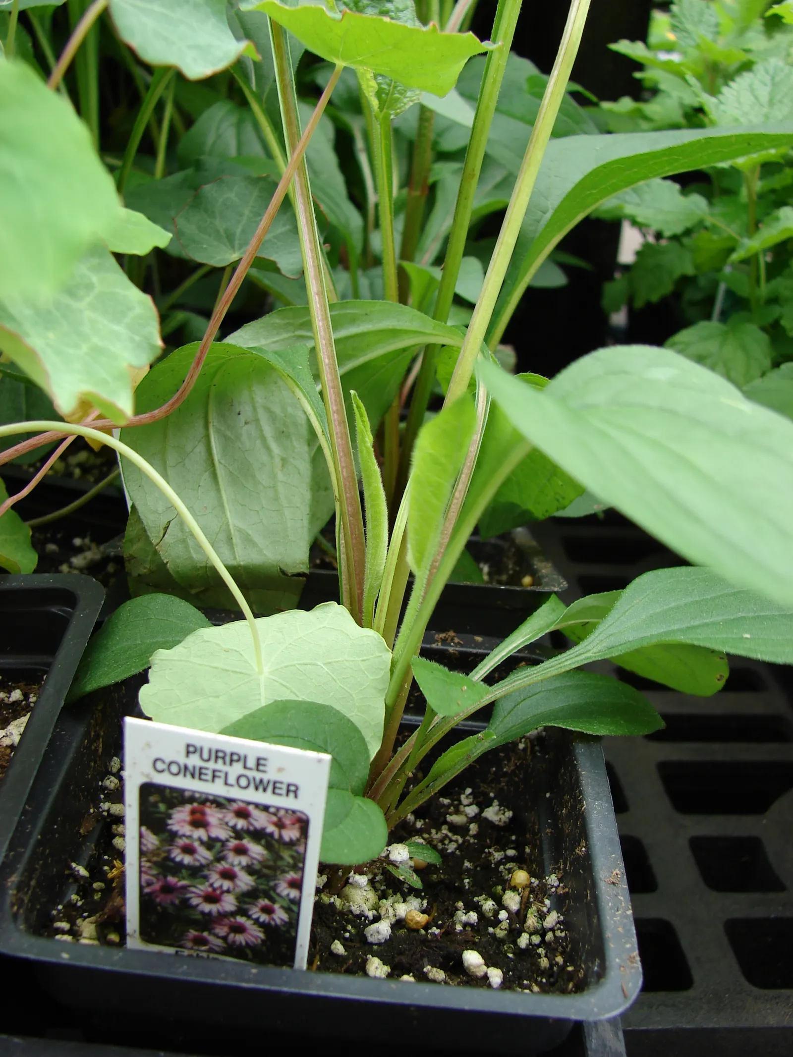 Coneflower (Echinacea Sp.) — With species ranging in height from 2 to 5 feet; which helps prevent foliar diseases