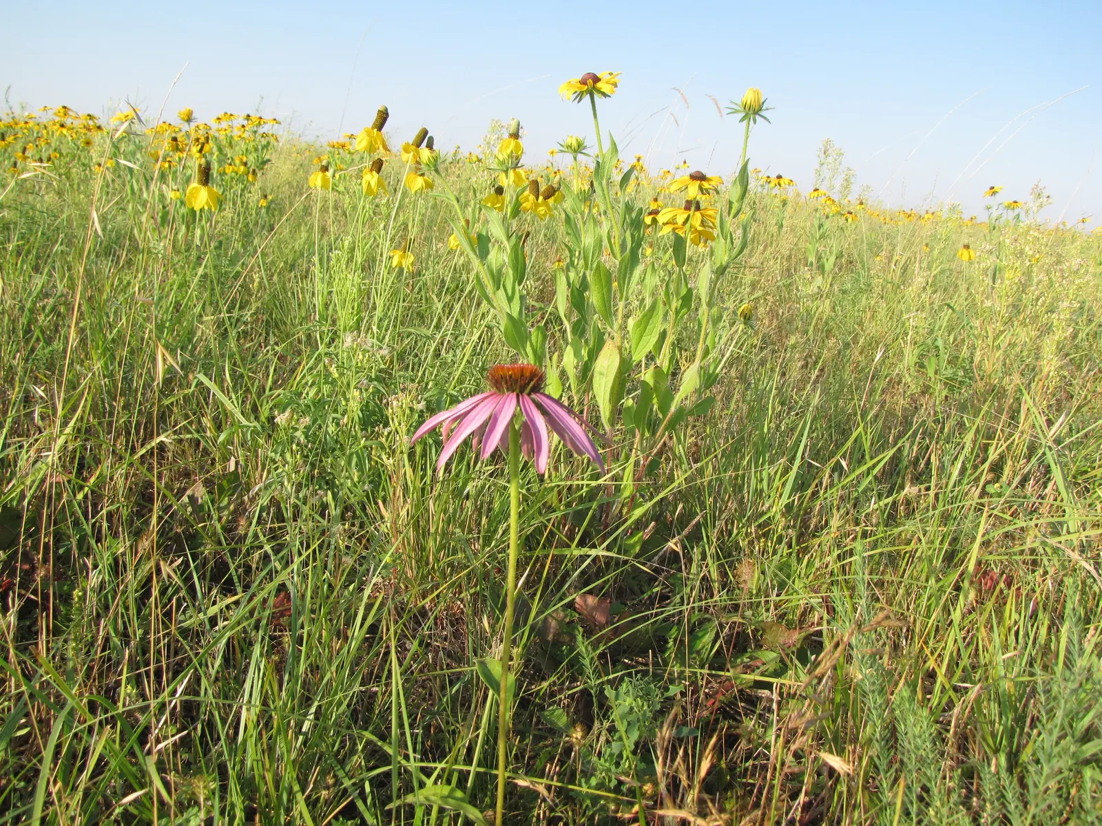Coneflower (Echinacea Sp.) — perennial with multi-colored and purple and red and white and yellow blooms