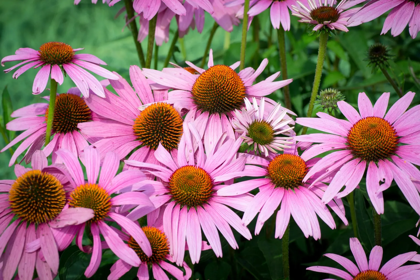 Coneflower (Echinacea Sp.) — perennial with multi-colored and purple and red and white and yellow blooms; it demonstrates notable drought tolerance, image 107