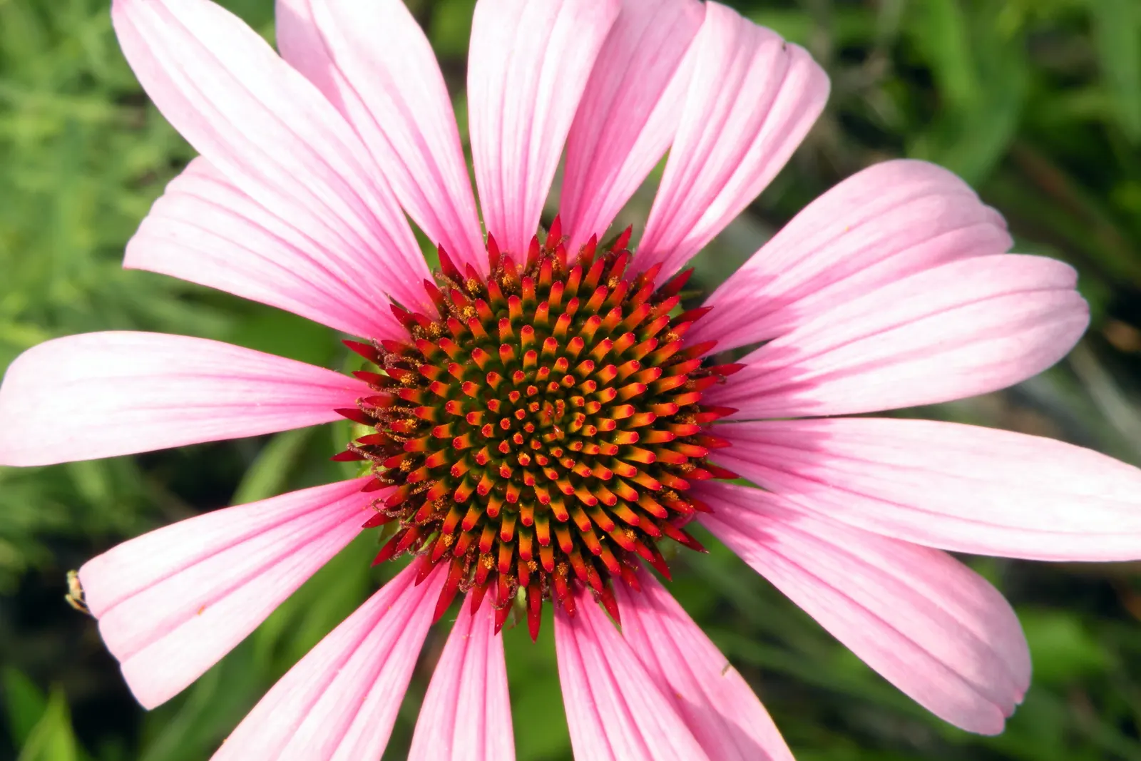 Coneflower (Echinacea Sp.) — such as butterflies and bees, image 50