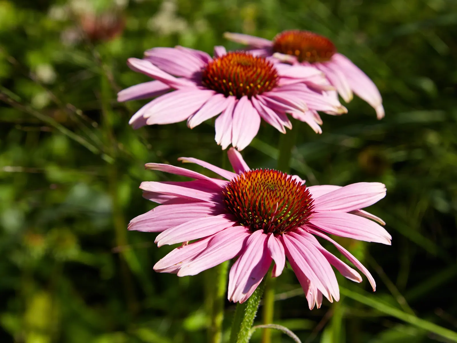 Coneflower (Echinacea Sp.) — making it ideal for xeriscaping schemes or areas with water restrictions.<br><br>When designing a landscape, image 153