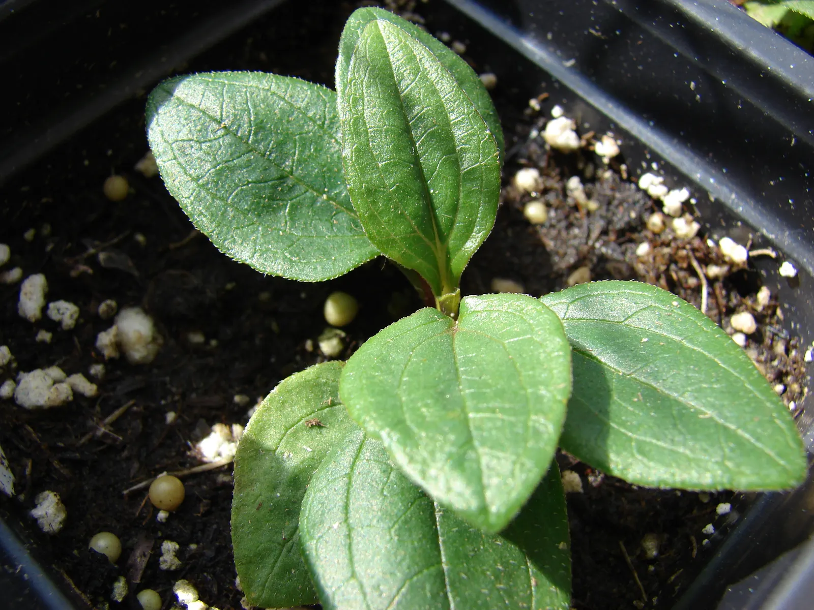 Coneflower (Echinacea Sp.) — perennial for full or half