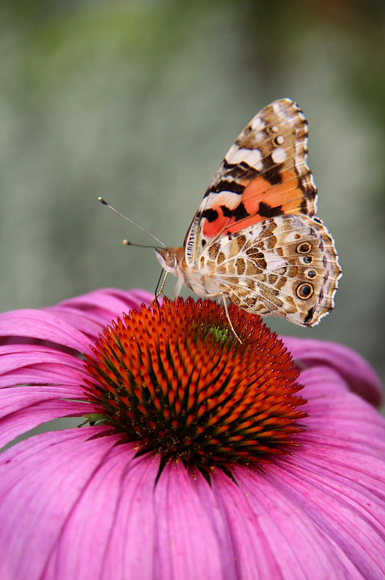 Coneflower (Echinacea Sp.) — surrounded by petals that range from the classic purples and pinks to yellows; echinacea is not only visually, image 150
