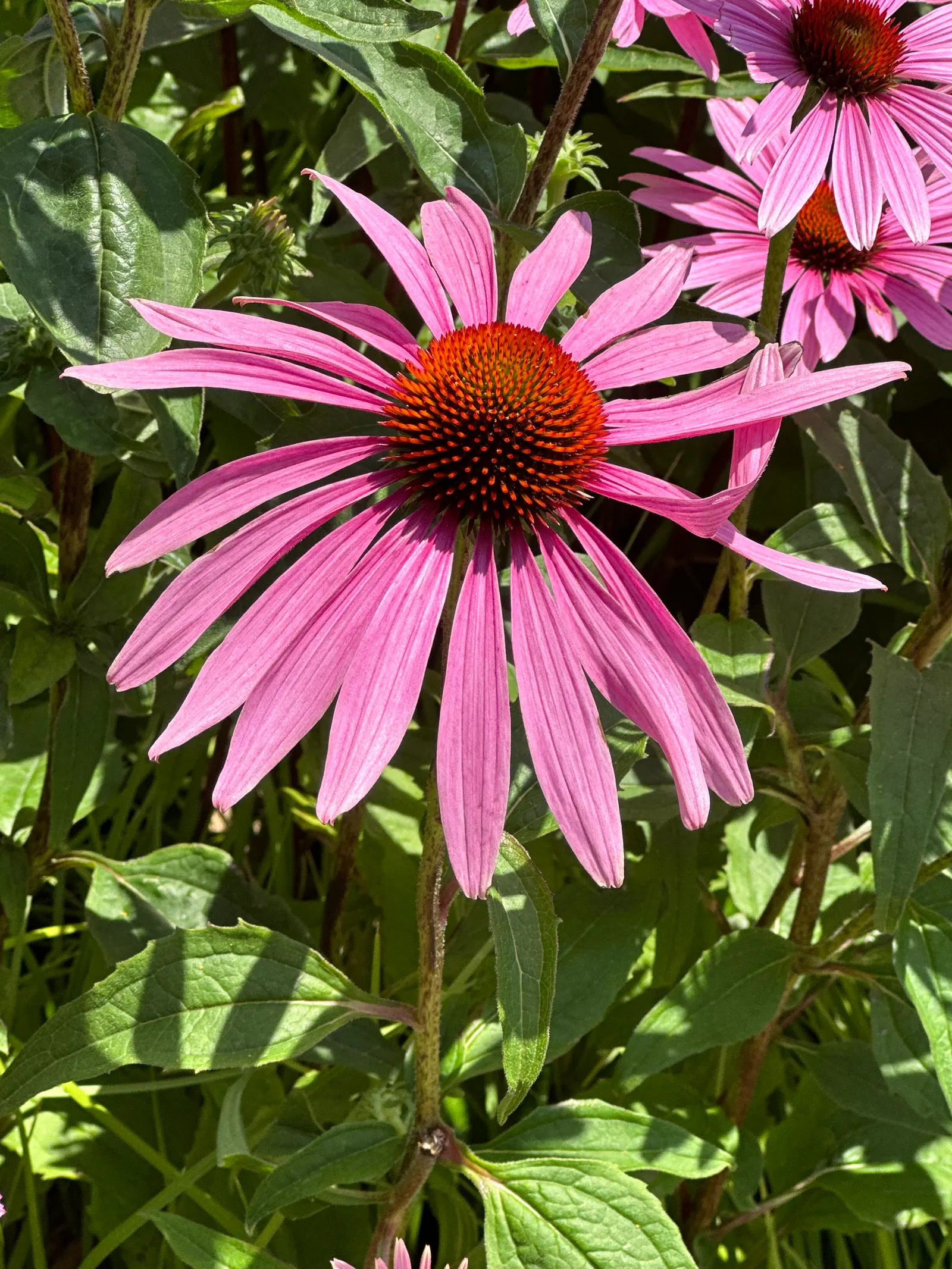 Coneflower (Echinacea Sp.) — This North American native is an essential addition to any landscape; blooming from early summer to fall, they add, image 90