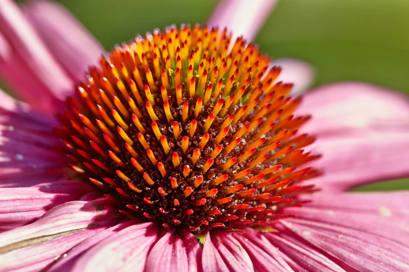 Coneflower (Echinacea Sp.) — is an herbaceous perennial treasured for its resilience and distinctive floral display; perennial with multi-colored, image 116