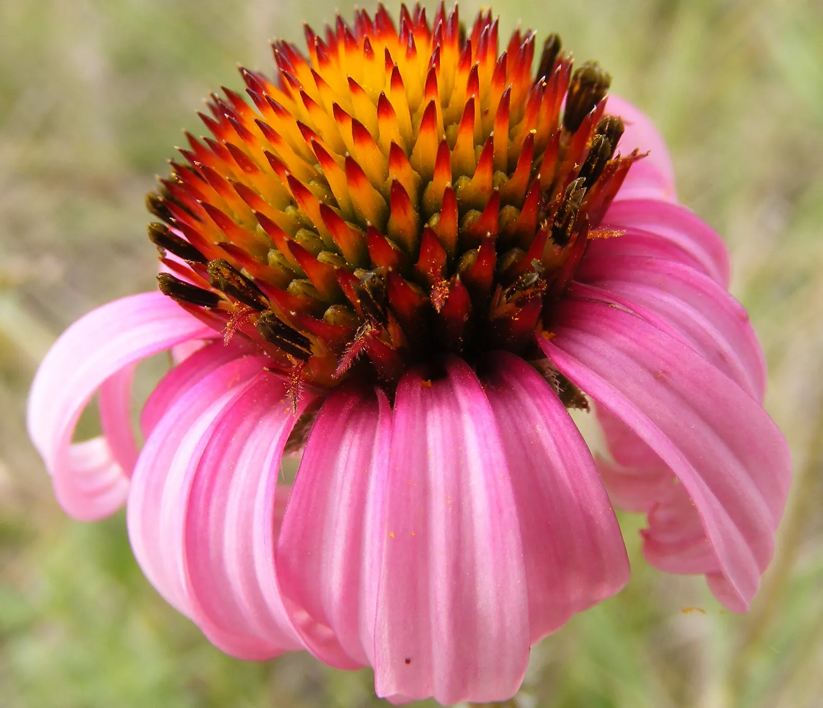 Coneflower (Echinacea Sp.) — With species ranging in height from 2 to 5 feet; which helps prevent foliar diseases, image 146