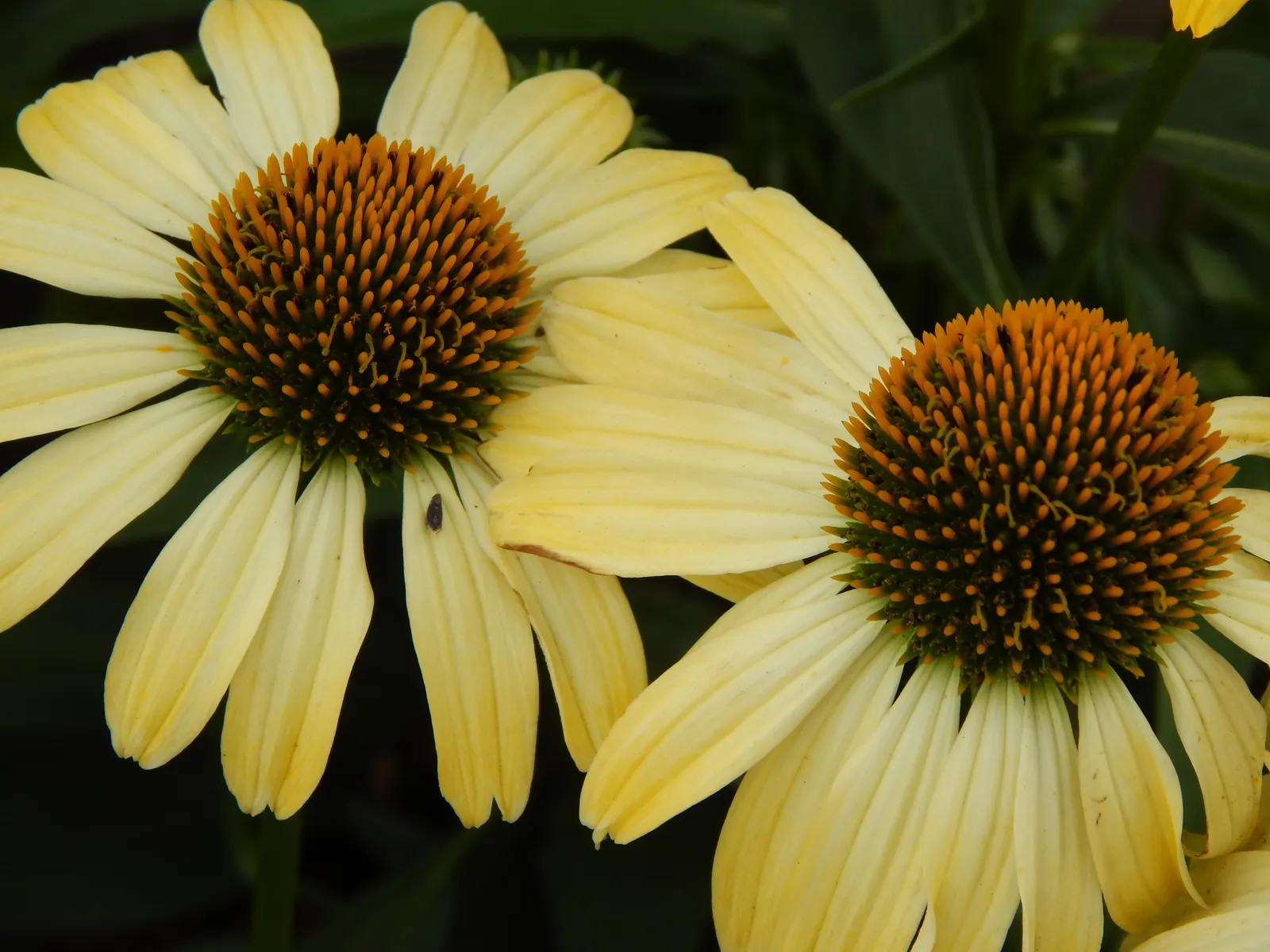 Coneflower (Echinacea Sp.) — is an herbaceous perennial treasured for its resilience and distinctive floral display; perennial with multi-colored, image 62