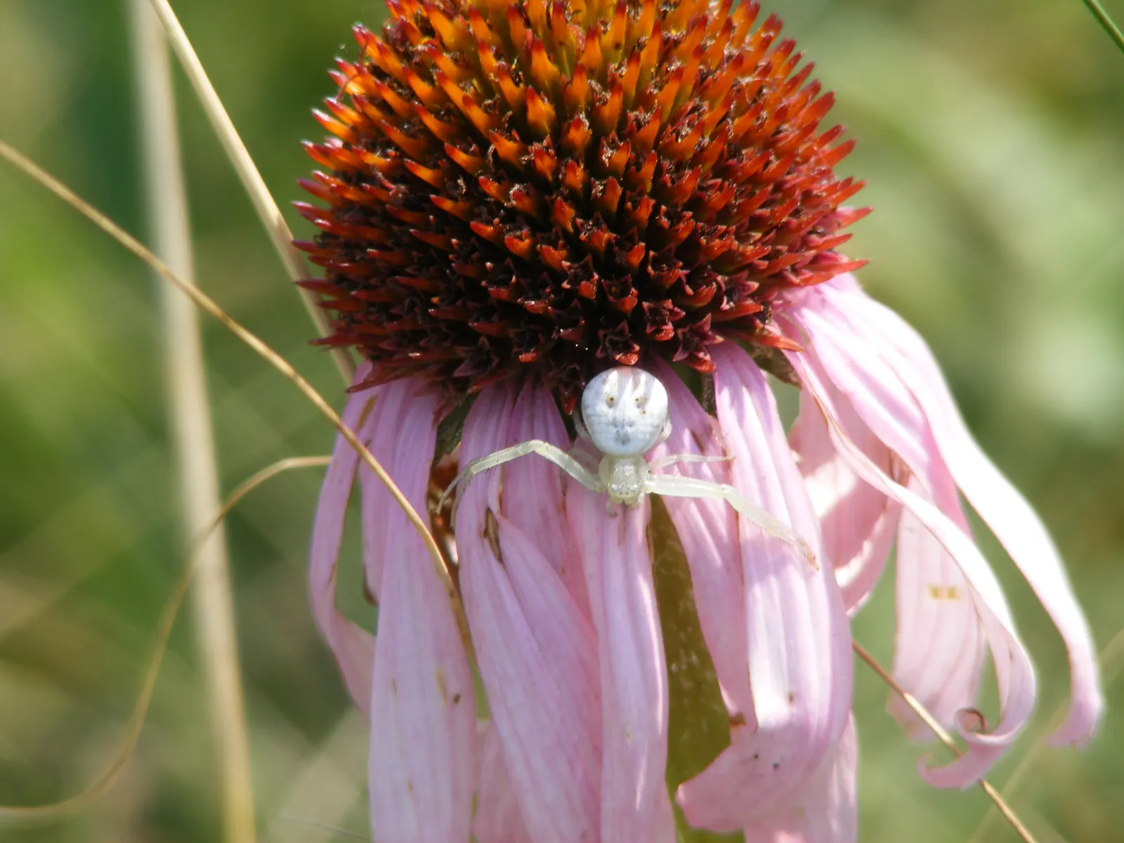 Coneflower (Echinacea Sp.) — daisy-like flowers with raised; are a magnet for butterflies and bees, image 109