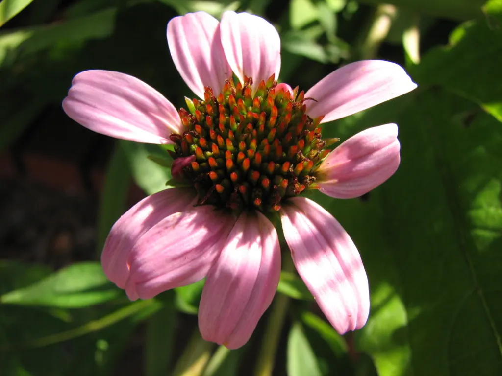 Coneflower (Echinacea Sp.) — it demonstrates notable drought tolerance; is an herbaceous perennial treasured for its resilience and distinctive floral display
