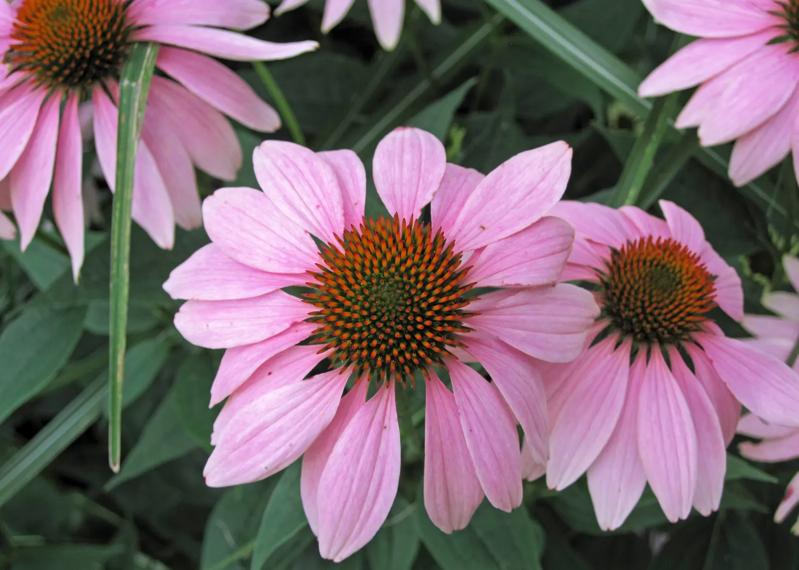 Coneflower (Echinacea Sp.) — space these plants approximately 18 to 24 inches apart to allow for ample air circulation; and flowers are known for, image 127