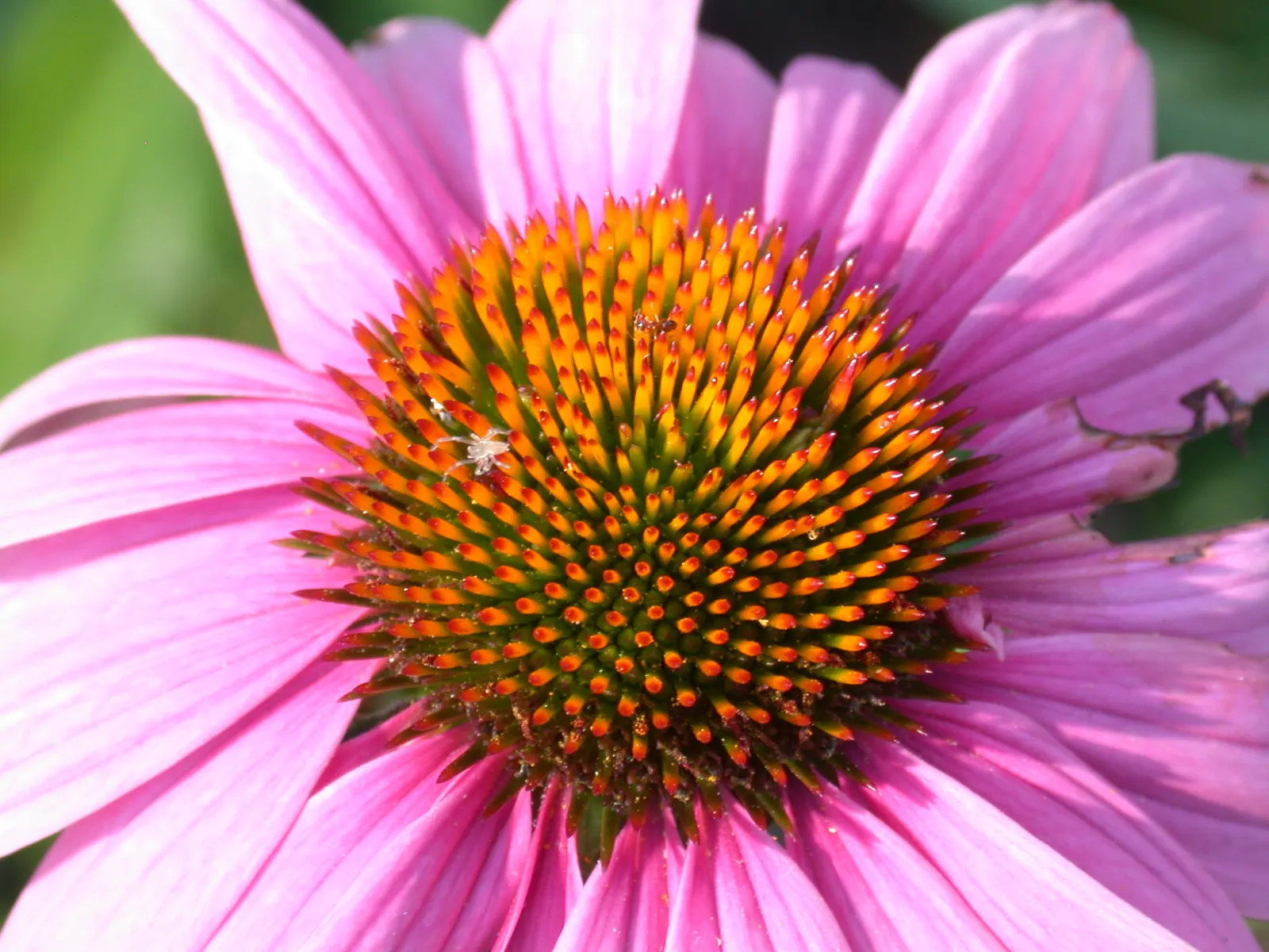 Coneflower (Echinacea Sp.) — providing a touch of natural beauty and attracting a host of pollinators; contributing long-lasting color to the garden