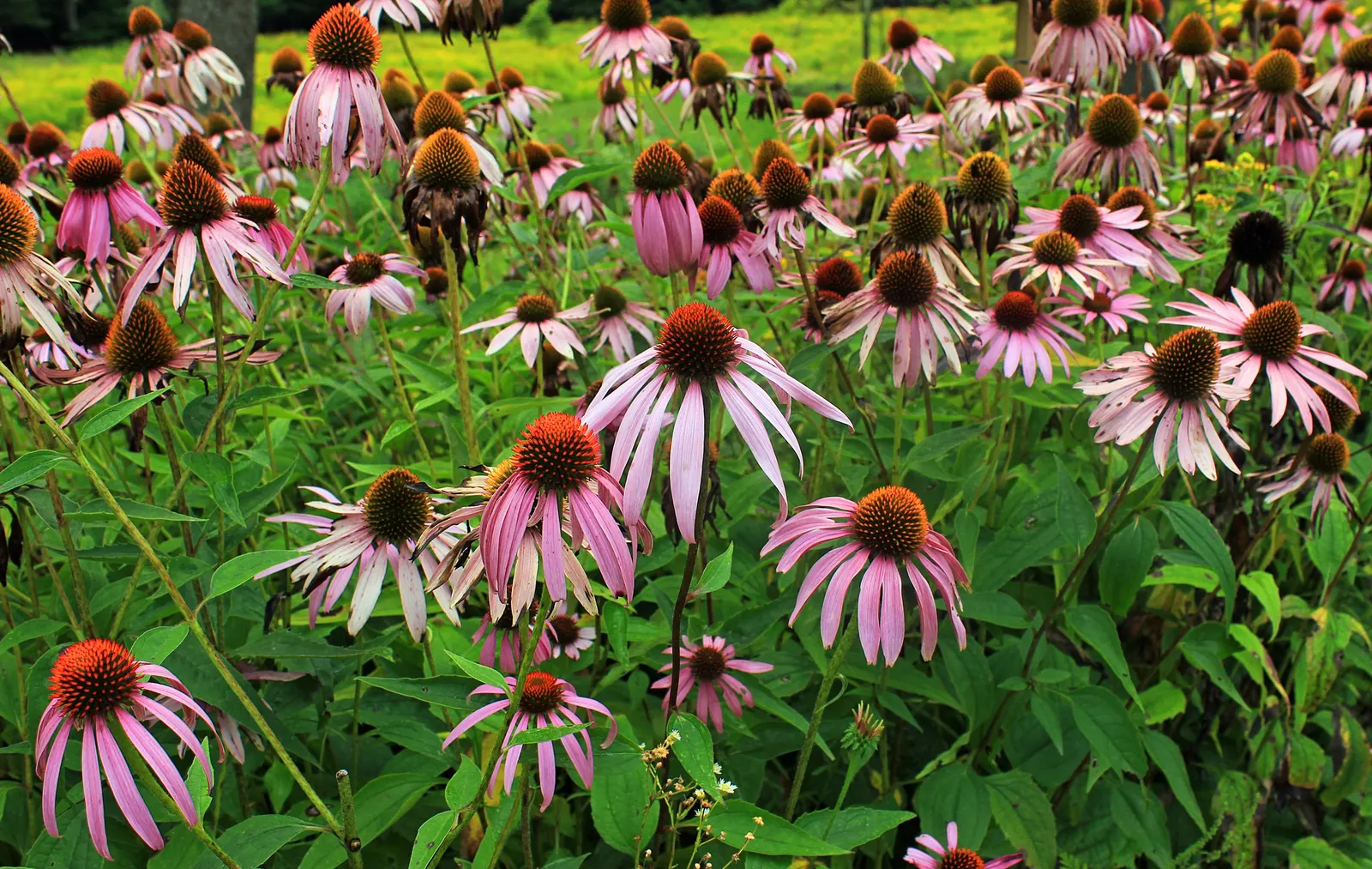 Coneflower (Echinacea Sp.) — providing a touch of natural beauty and attracting a host of pollinators