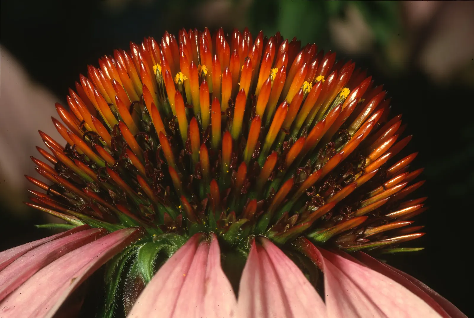 Coneflower (Echinacea Sp.) — are a magnet for butterflies and bees; multi-colored and purple and red and white and yellow flowers in the garden, image 139